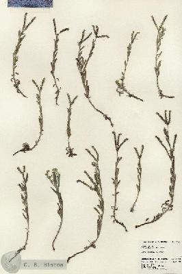 URN_catalog_HBHinton_herbarium_24452.jpg.jpg
