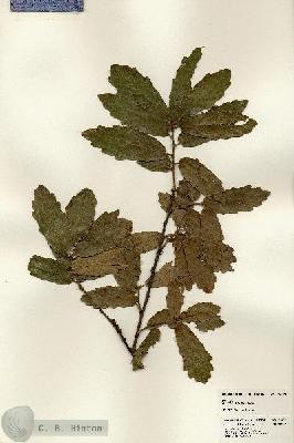 URN_catalog_HBHinton_herbarium_24552.jpg.jpg