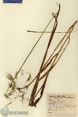 URN_catalog_HBHinton_herbarium_2459.jpg.jpg