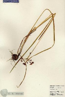 URN_catalog_HBHinton_herbarium_24609.jpg.jpg