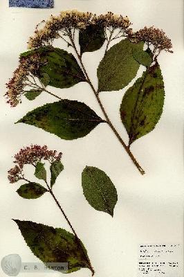 URN_catalog_HBHinton_herbarium_24617.jpg.jpg