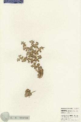 URN_catalog_HBHinton_herbarium_24726.jpg.jpg