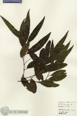 URN_catalog_HBHinton_herbarium_24623.jpg.jpg