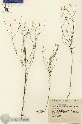 URN_catalog_HBHinton_herbarium_2471.jpg.jpg