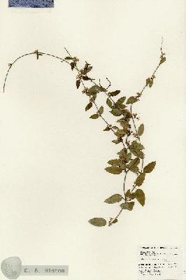 URN_catalog_HBHinton_herbarium_24710.jpg.jpg