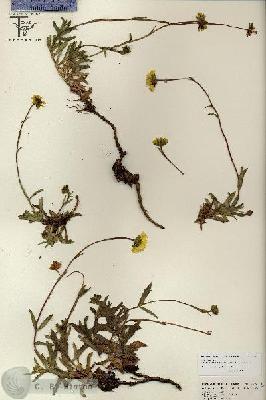 URN_catalog_HBHinton_herbarium_26792.jpg.jpg