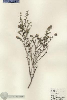 URN_catalog_HBHinton_herbarium_24738.jpg.jpg
