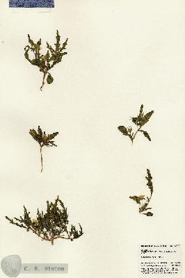 URN_catalog_HBHinton_herbarium_24756.jpg.jpg