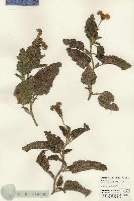 URN_catalog_HBHinton_herbarium_24757.jpg.jpg