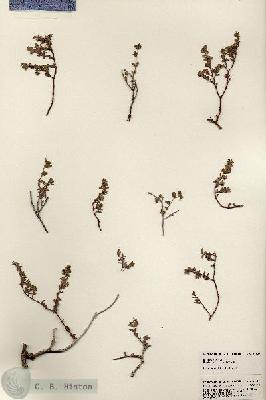 URN_catalog_HBHinton_herbarium_24769.jpg.jpg