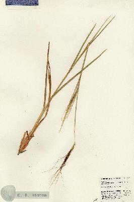 URN_catalog_HBHinton_herbarium_24770.jpg.jpg