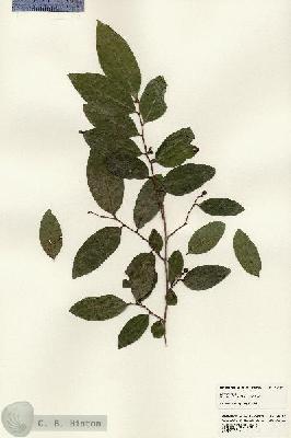 URN_catalog_HBHinton_herbarium_24787.jpg.jpg