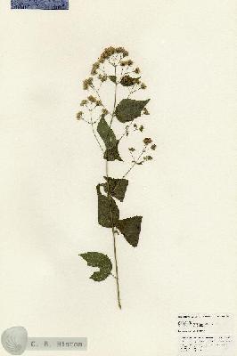 URN_catalog_HBHinton_herbarium_24878.jpg.jpg