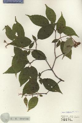 URN_catalog_HBHinton_herbarium_24699.jpg.jpg