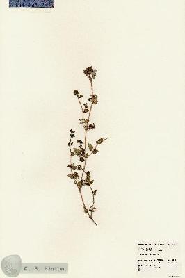 URN_catalog_HBHinton_herbarium_24857.jpg.jpg