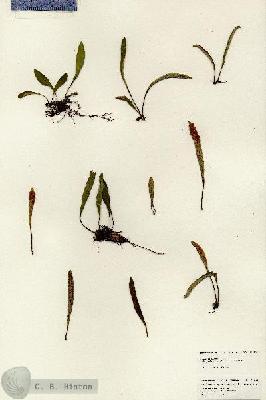 URN_catalog_HBHinton_herbarium_24883.jpg.jpg