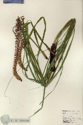 URN_catalog_HBHinton_herbarium_24870.jpg.jpg