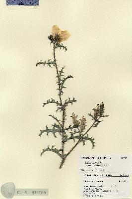 URN_catalog_HBHinton_herbarium_27450.jpg.jpg