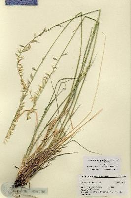 URN_catalog_HBHinton_herbarium_27445.jpg.jpg