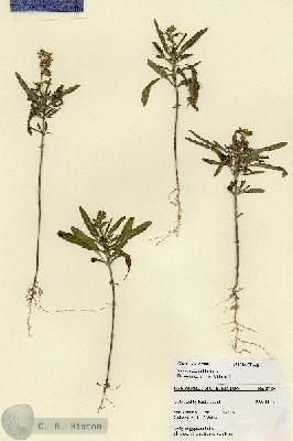 URN_catalog_HBHinton_herbarium_27480.jpg.jpg
