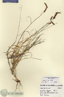 URN_catalog_HBHinton_herbarium_27452.jpg.jpg