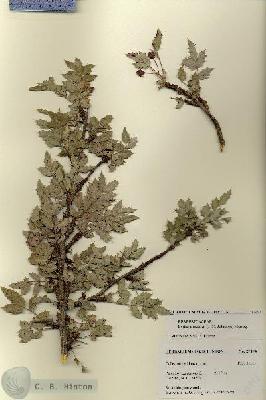 URN_catalog_HBHinton_herbarium_27494.jpg.jpg