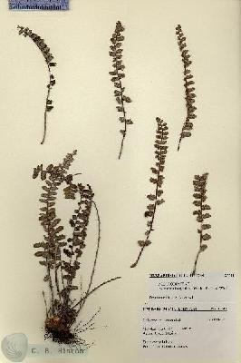 URN_catalog_HBHinton_herbarium_27511.jpg.jpg