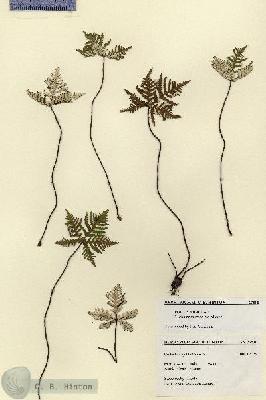 URN_catalog_HBHinton_herbarium_27510.jpg.jpg