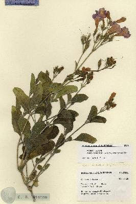 URN_catalog_HBHinton_herbarium_27514.jpg.jpg