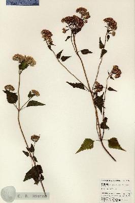 URN_catalog_HBHinton_herbarium_24794.jpg.jpg