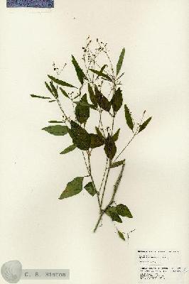 URN_catalog_HBHinton_herbarium_24795.jpg.jpg
