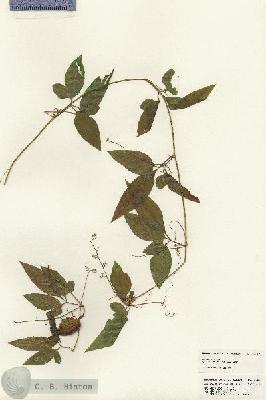 URN_catalog_HBHinton_herbarium_24817.jpg.jpg