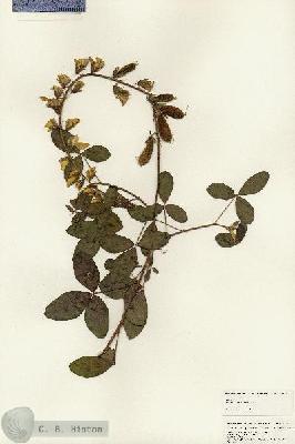 URN_catalog_HBHinton_herbarium_24841.jpg.jpg