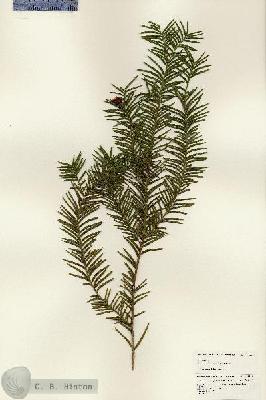URN_catalog_HBHinton_herbarium_24848.jpg.jpg