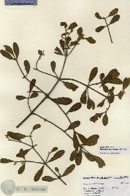 URN_catalog_HBHinton_herbarium_27058.jpg.jpg