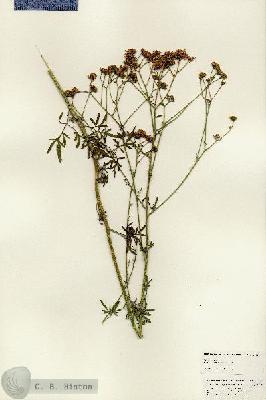 URN_catalog_HBHinton_herbarium_24987.jpg.jpg