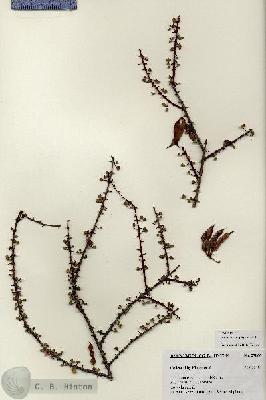 URN_catalog_HBHinton_herbarium_27066.jpg.jpg