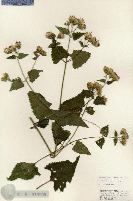 URN_catalog_HBHinton_herbarium_24909.jpg.jpg