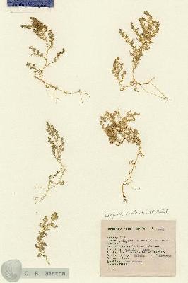 URN_catalog_HBHinton_herbarium_2491.jpg.jpg