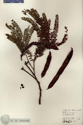 URN_catalog_HBHinton_herbarium_24967.jpg.jpg