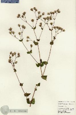 URN_catalog_HBHinton_herbarium_25045.jpg.jpg