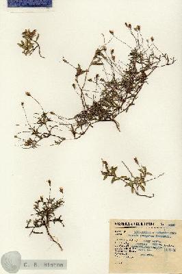 URN_catalog_HBHinton_herbarium_2509.jpg.jpg