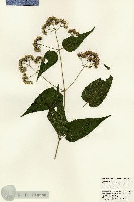 URN_catalog_HBHinton_herbarium_25012.jpg.jpg