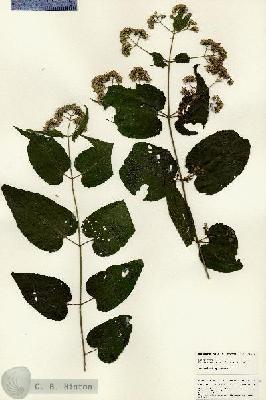 URN_catalog_HBHinton_herbarium_25016.jpg.jpg