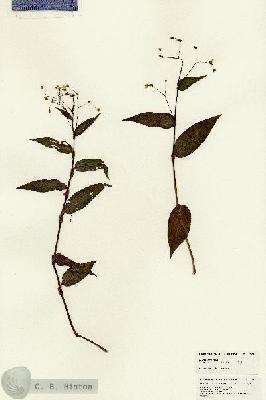 URN_catalog_HBHinton_herbarium_25018.jpg.jpg