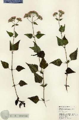 URN_catalog_HBHinton_herbarium_25024.jpg.jpg