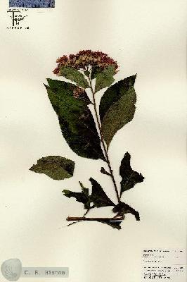 URN_catalog_HBHinton_herbarium_25027.jpg.jpg