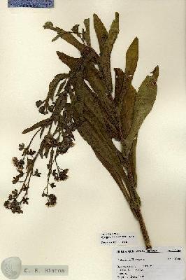 URN_catalog_HBHinton_herbarium_27100.jpg.jpg
