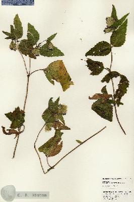 URN_catalog_HBHinton_herbarium_25085.jpg.jpg