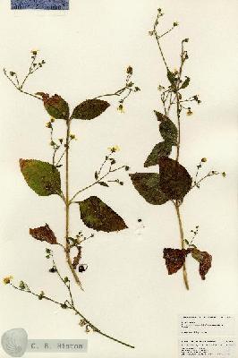 URN_catalog_HBHinton_herbarium_25098.jpg.jpg